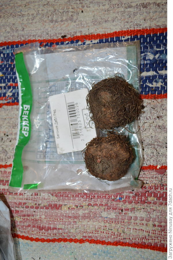 Другой сорт бегонии