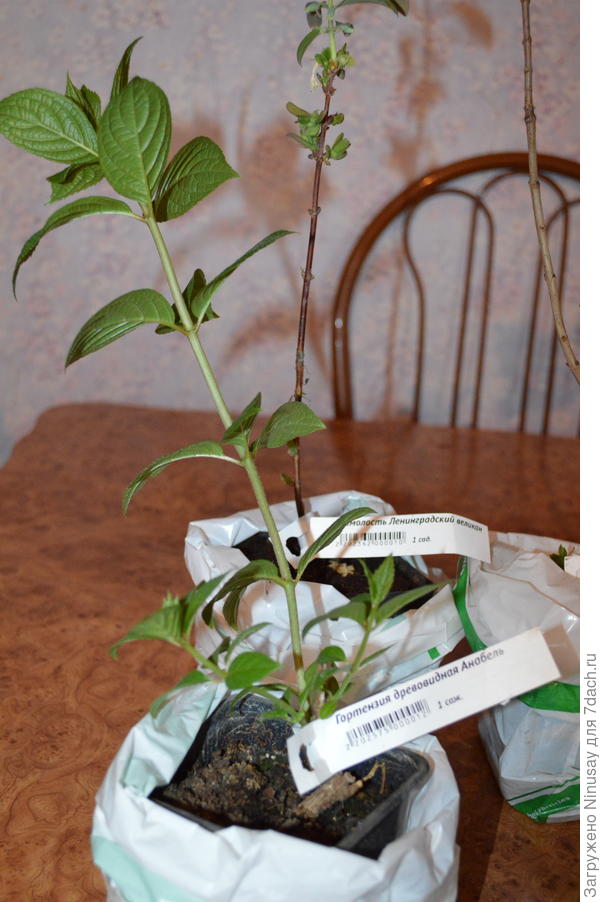 Гортензия быстро растет, места в горшке уже маловато