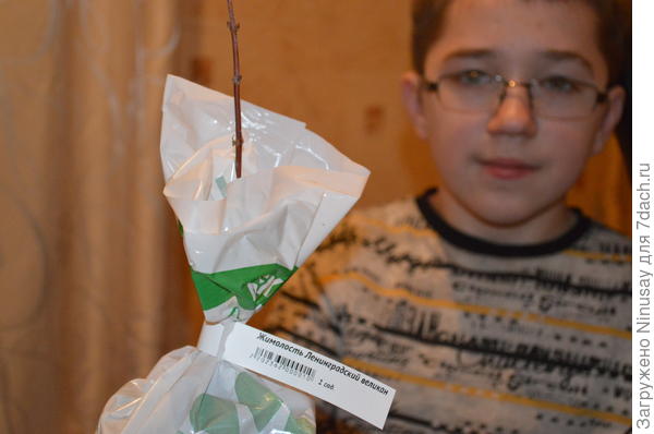 Жимолость хоть и не большая, но живая, хорошенькая.