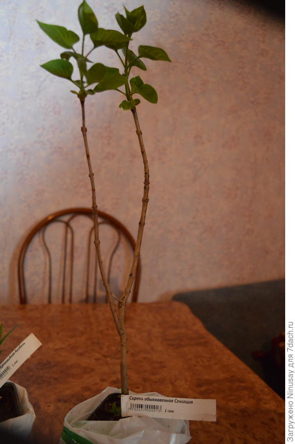 &quot;Сенсация&quot; значительно подросла