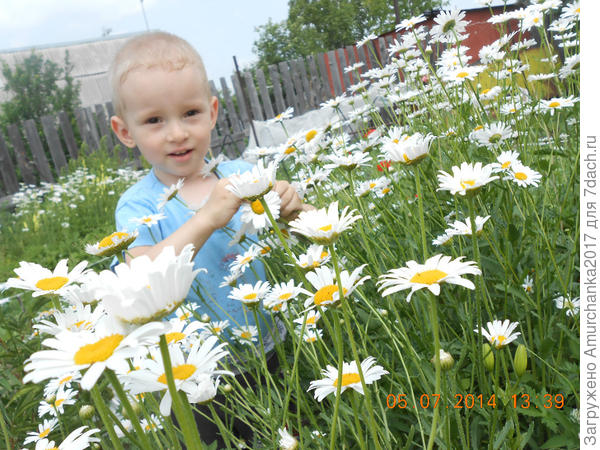 раз ромашка! два ромашка!!