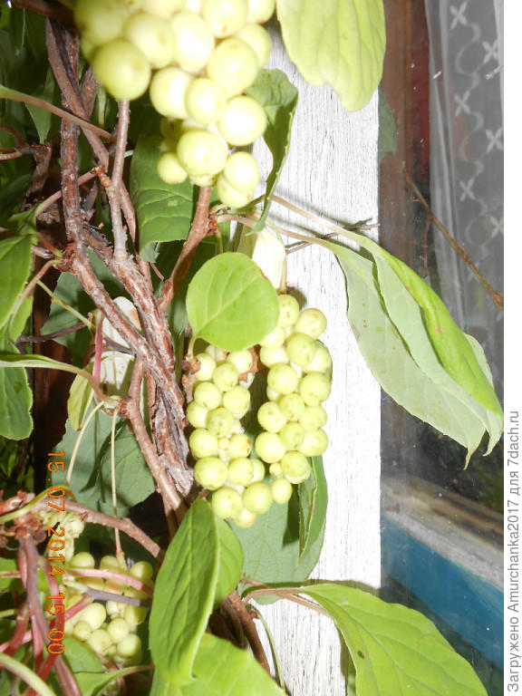 Лимонник за окном!