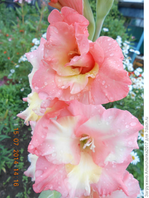 после дождя