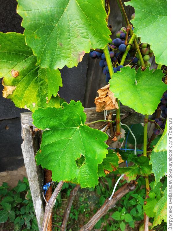 Поражение листьев винограда фото и чем лечить