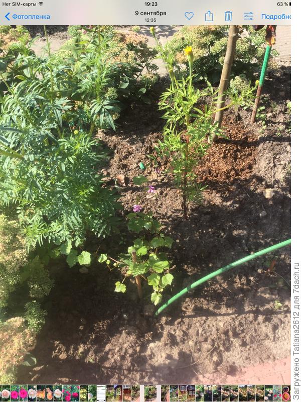 Второй Алешенькин , совсем крошка