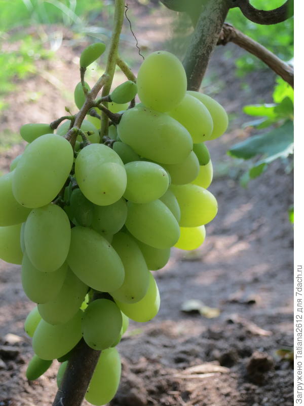 Дамские пальчики?