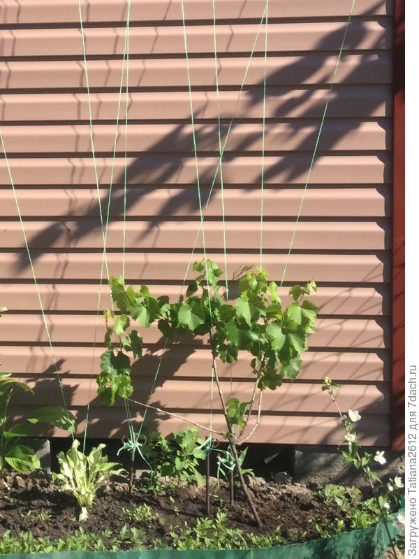 Больной АЛЕШЕНЬКИН