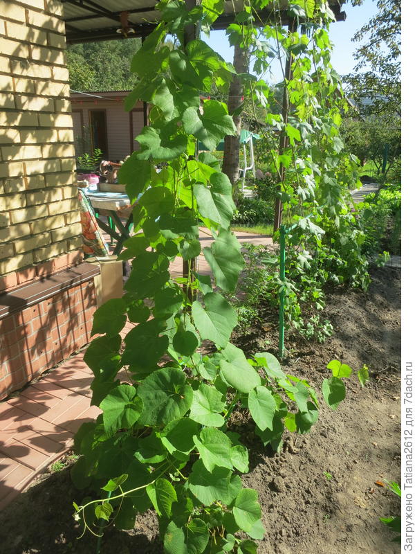 Изабелла , Дамские пальчики?, Изабелла