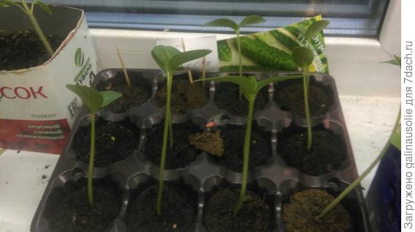 все огурчики взошли