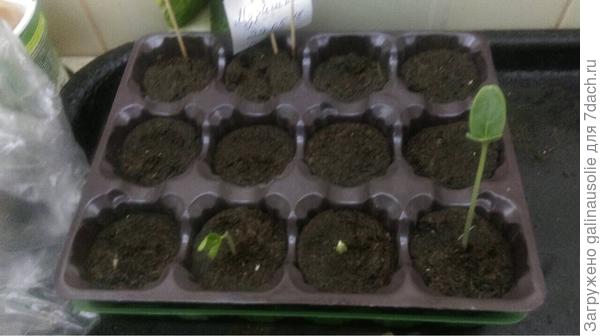 первые всходы