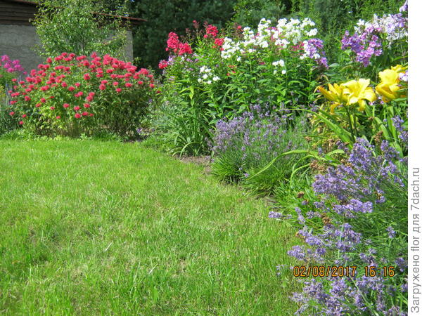 яркие ситцы флоксов