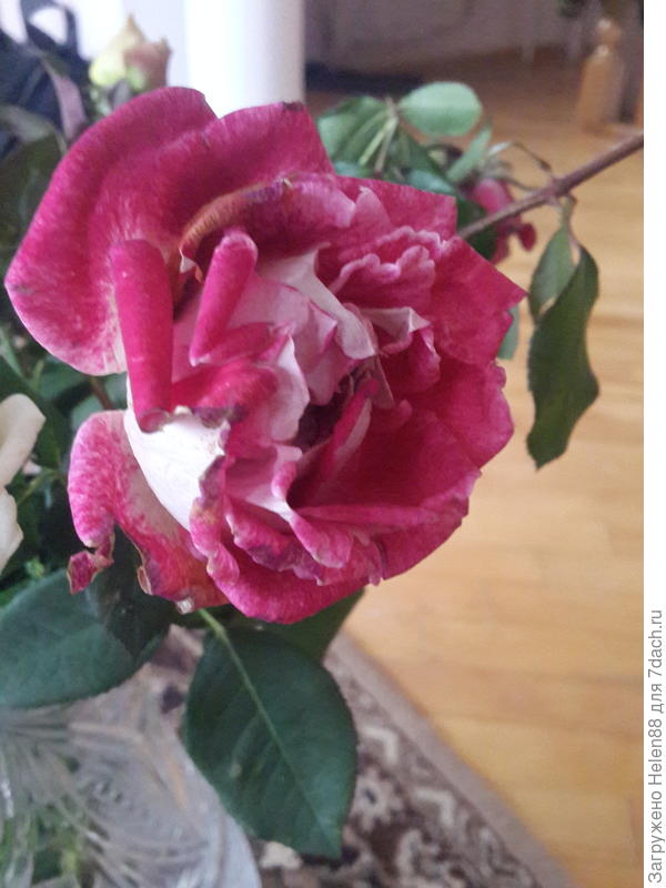 Вроде Николь