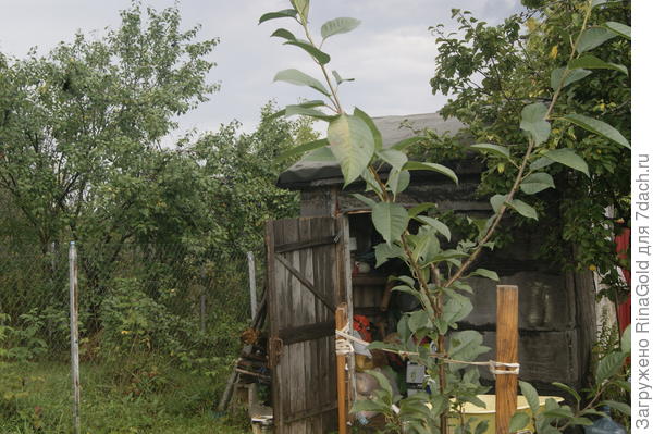 Это макушка.Ветки по 65 см.