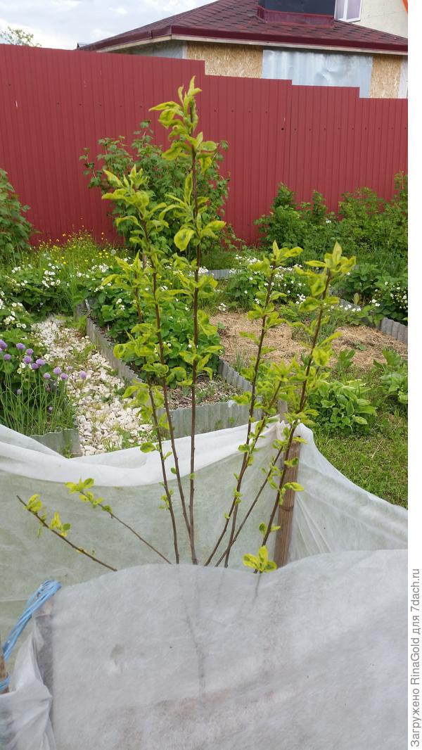 Слива Империал