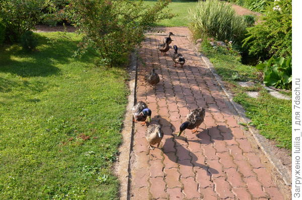 наши дачные любимцы)))