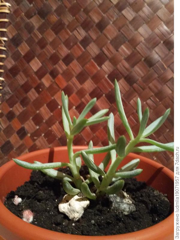 3 определить название