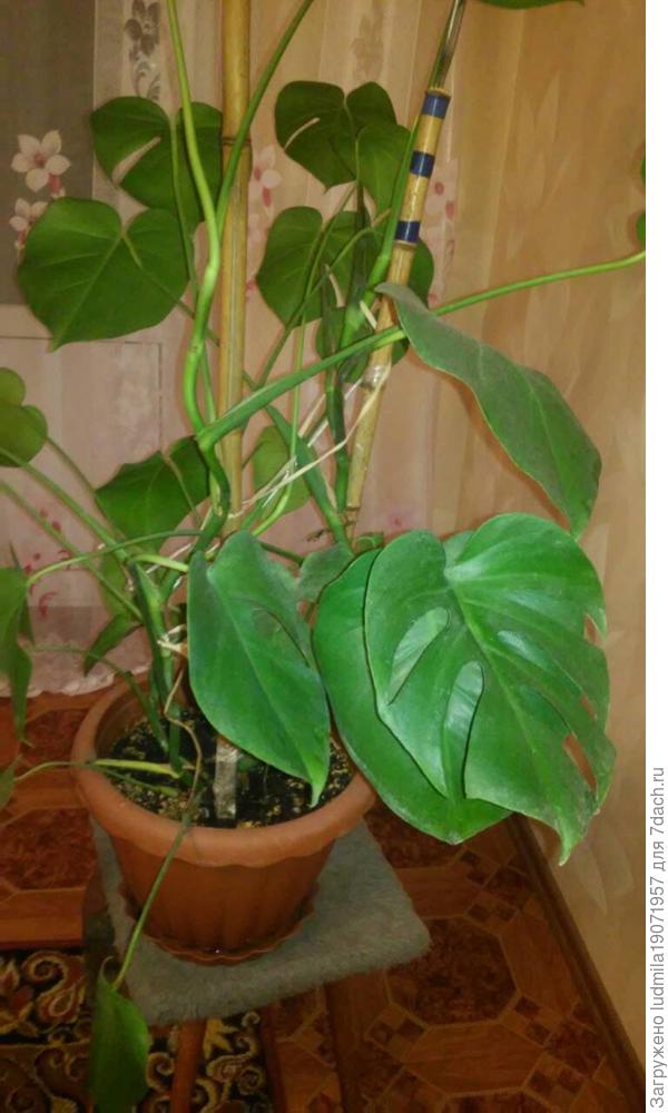 1 определить название