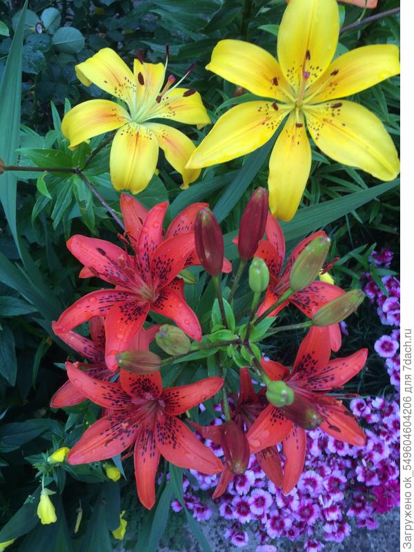Мои лилии....