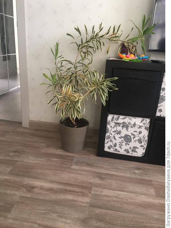 Подскажите название и если знаете почему начали желтеть листья