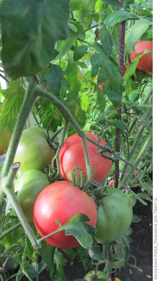 Биф Пинк в теплице