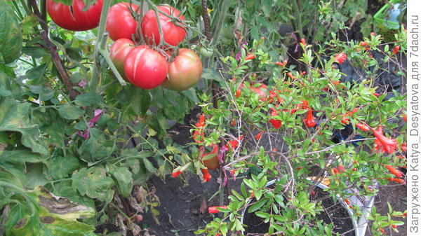 Биф Кинг в ОГ с гранатом соседствовал)))