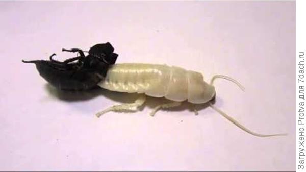 момент линьки