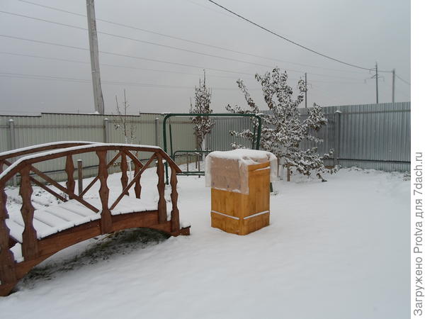 Зимовка форзиции