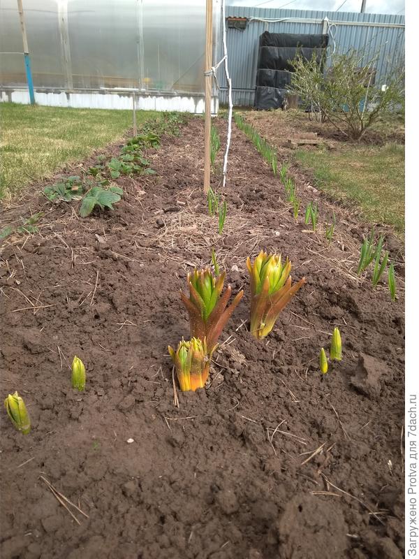 Пошли в рост рябчики. По центру 4 шт. выросли из одной луковицы.