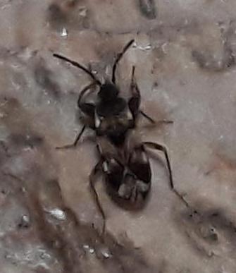 На увеличенном фото это хорошо видно.