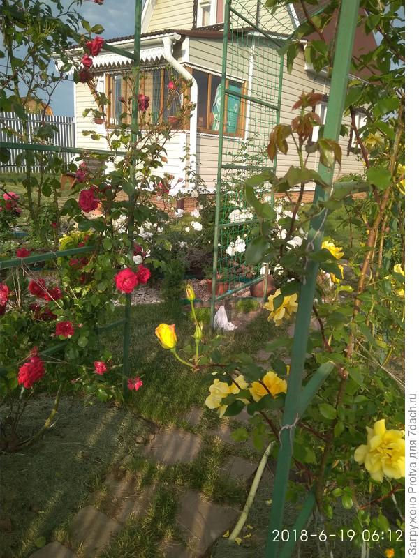 Вот эти розы