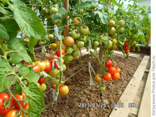 Это скороспелые - Санька