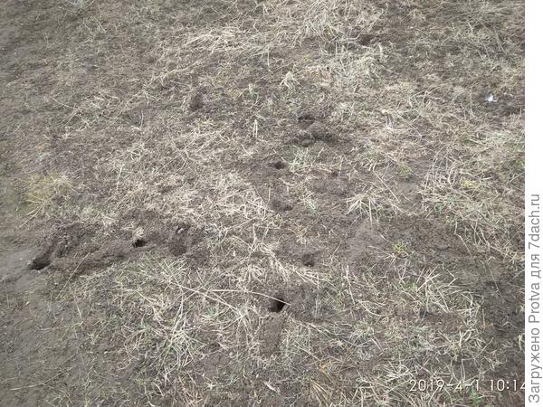 В двух метрах от забора нашего участка