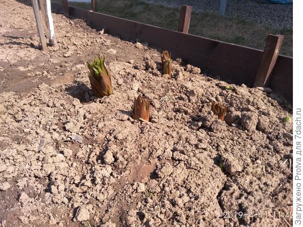 Недавно вылезли