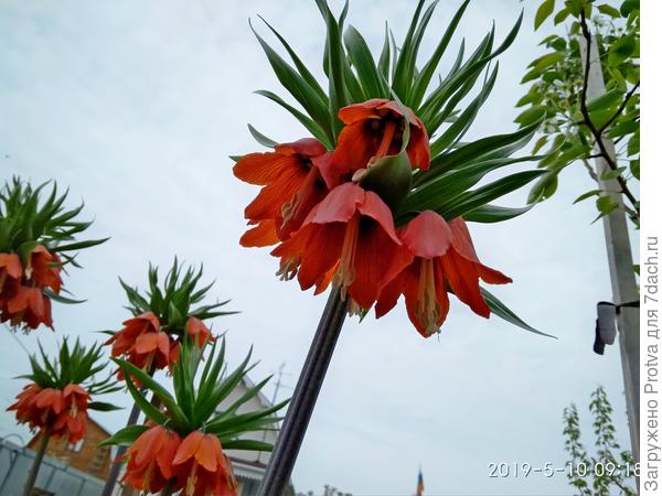 Королевский