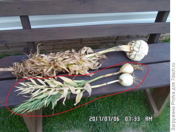 Красным обвел ни разу не цвевшие, рядом королевский.