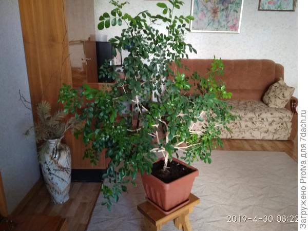 Нашей уже много лет