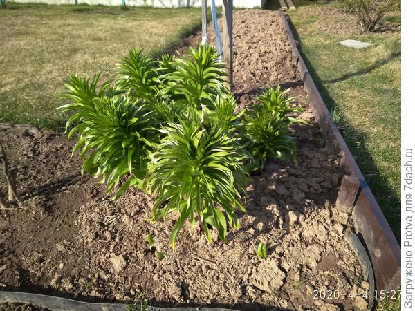 Фото от 4 апреля. У подножия королевского видны 3 всхода неизвестного.