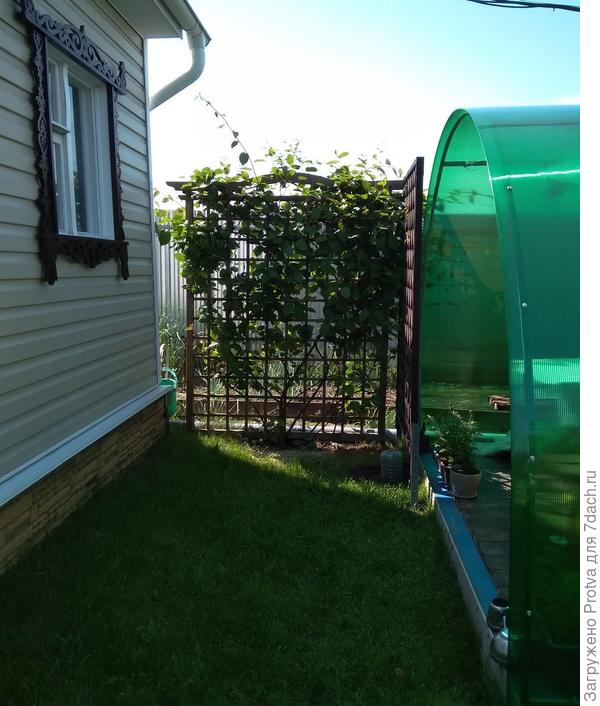 А это актинидии. Справа только посадили, другой года 4 -5.