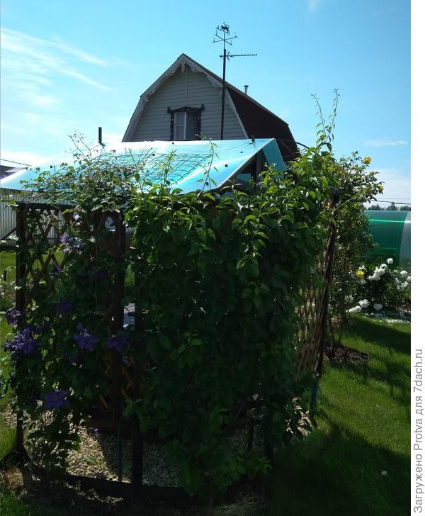 Рядом с ним древогубец. Ему уже 3 года.