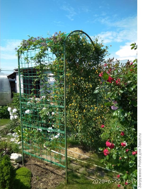 Напротив княжик синий, ему только год.