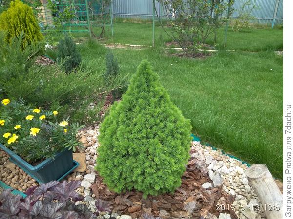 На фото макушек не видно, но их две.