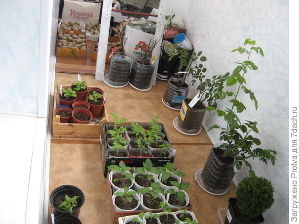 Две дальние розы имели вместо корней голую палку и так и не проснулись.