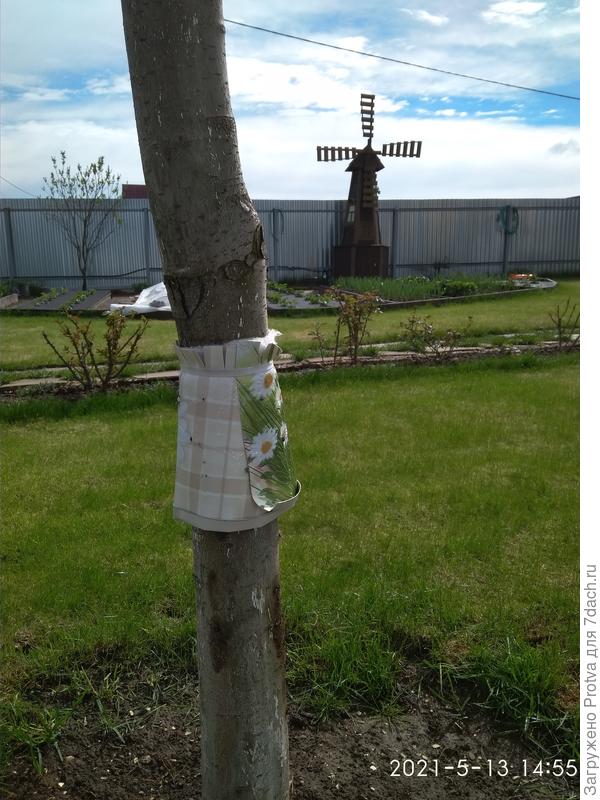 Пояс на груше