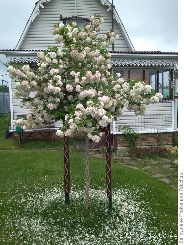 "Снег" в отдельно взятом месте.