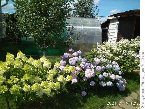 Наши гортензии