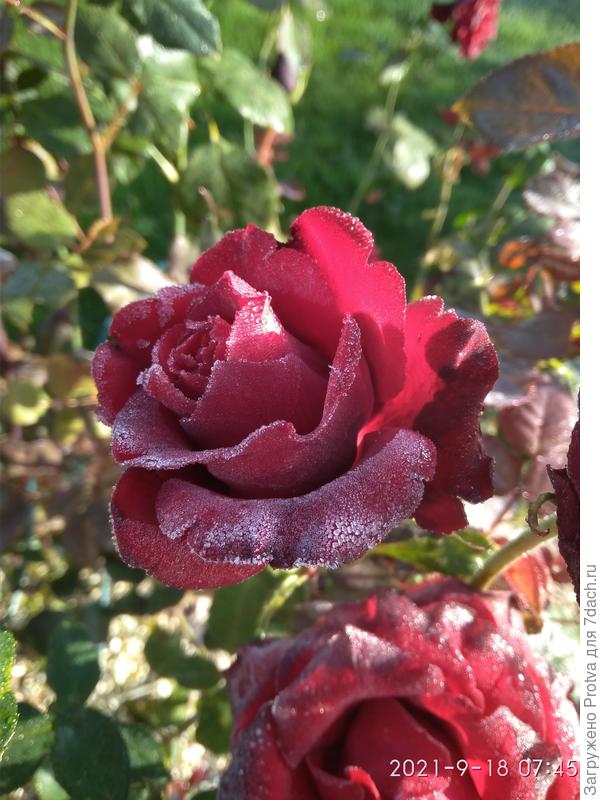 одно из таких фото