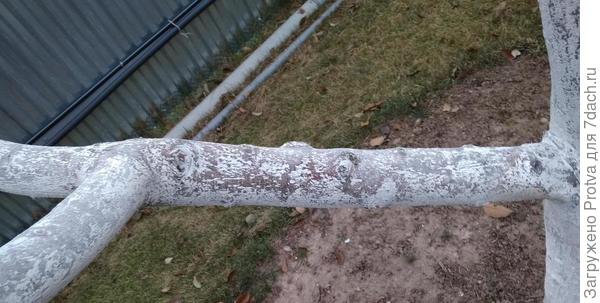 через неделю после покраски