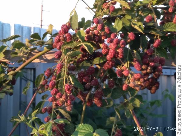 Часть куста