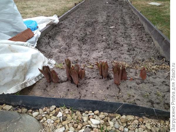 оставшиеся рябчики.