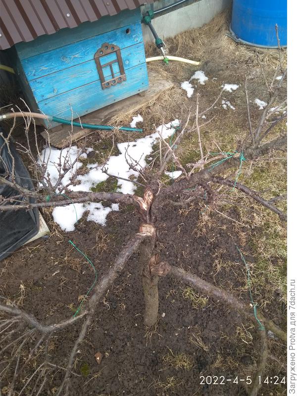 Поломанная штамбовая красная смородина